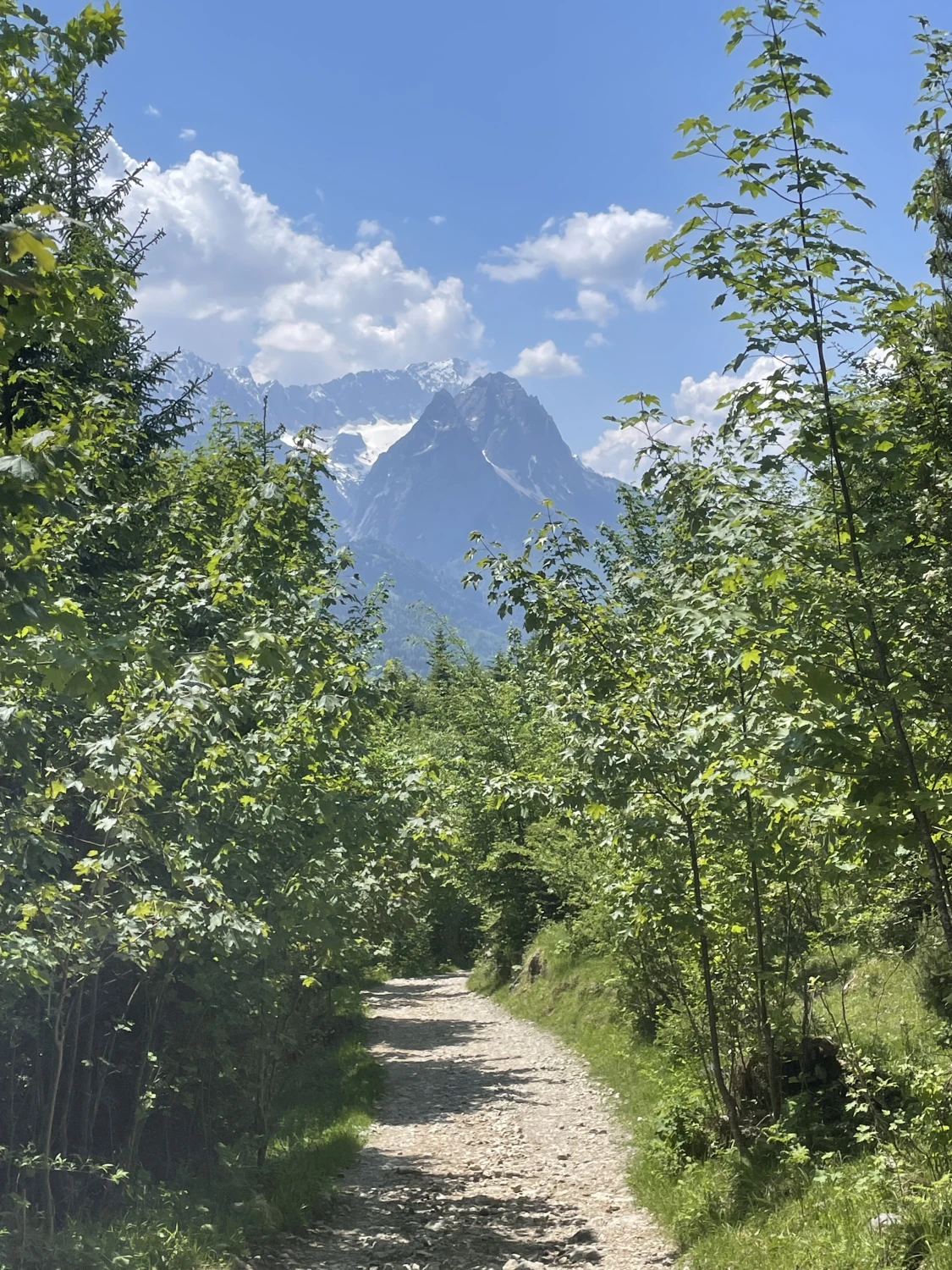 Bergblick in einem Wald